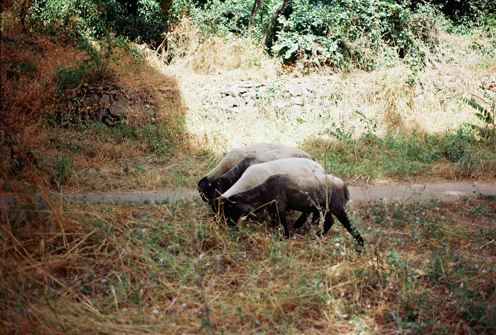 Rome/Via Appia Summer&nbsp;2023
